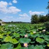 SUPER OCAZIE SE VINDE VILA IN SNAGOV CU DESCHIDERE LA LAC thumb 16