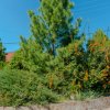 Vila de lux, 427 mp utili și 2313 mp teren, pe malul lacului Cociovaliștea thumb 2