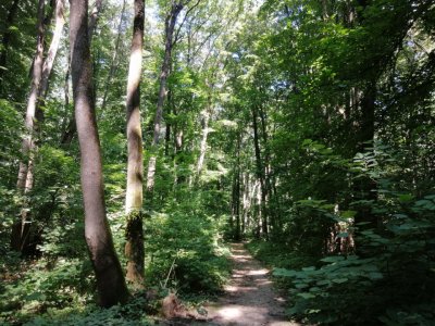 Raritate absolută: Teren 20.000 mp în inima Padurii Băneasa