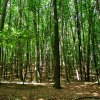 Refugiul tău verde lângă Băneasa – 2 hectare de pădure super locație thumb 1