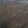 Balotesti - Saftica - Flamingo Park -476 mp thumb 2