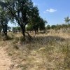Teren intravilan 5744 mp Mosoaia-Prunilor   thumb 2