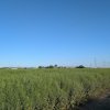 Teren de vanzare Domnești - Str. Narciselor - 20312mp  thumb 3